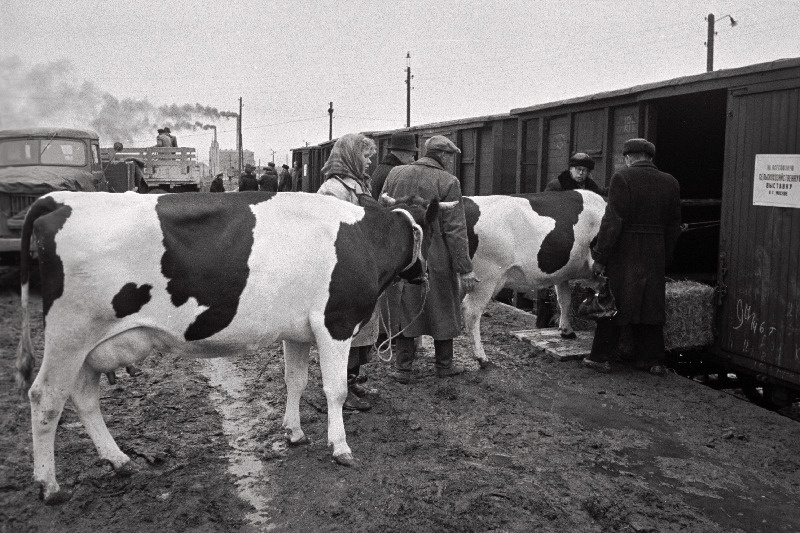 Veiste laadimine vagunitesse Ülemiste jaamas saatmiseks Üleliidulisele Põllumajandusnäitusele Moskvasse.