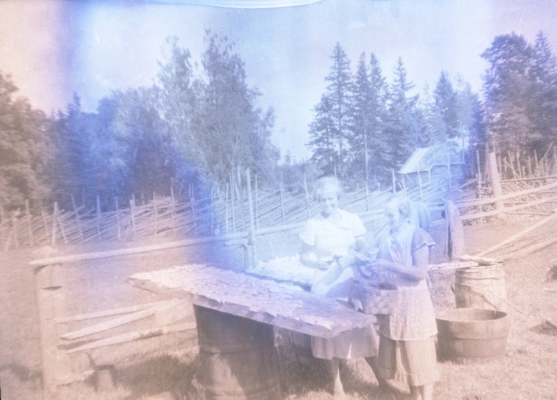 Lestade kuivatamine Ranna talus Mägipää külas .
