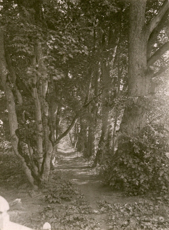 Pärnade, jalakate ja vahtratega ääristatud puiestee Käru mõisa pargis.