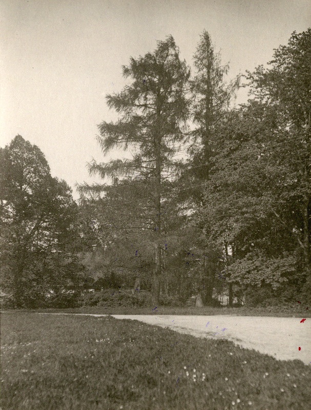 Kaks euroopa lehist Särevere mõisa pargis.