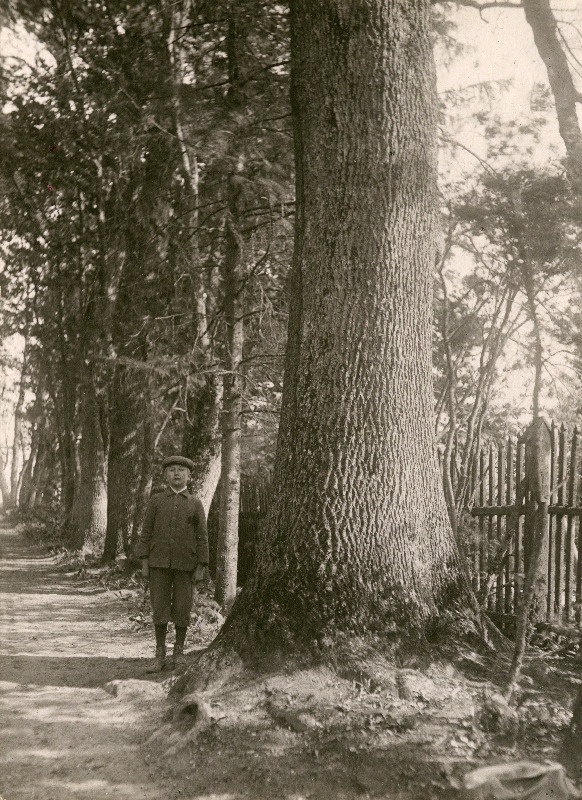 Vana jalakas Särevere mõisa pargis.