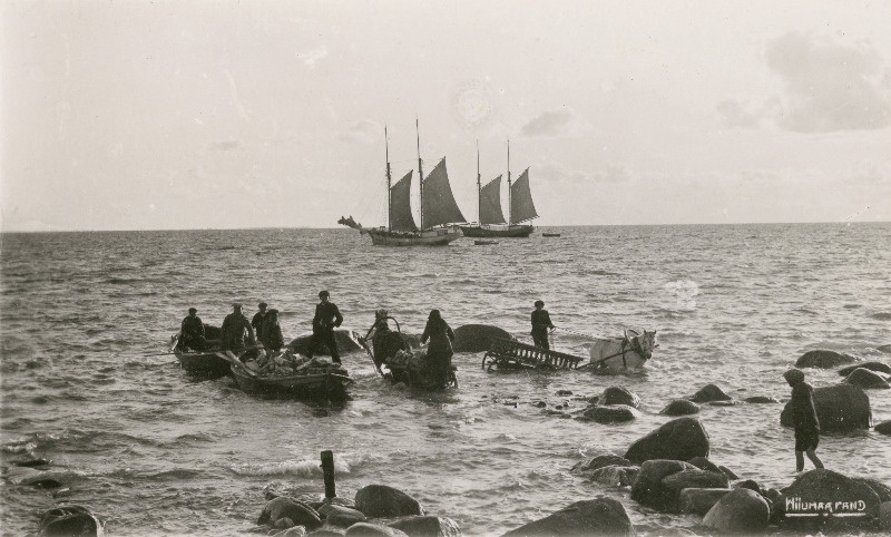 Puude laadimine rannas.