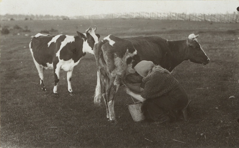 Lehma lüpsmine karjamaal.