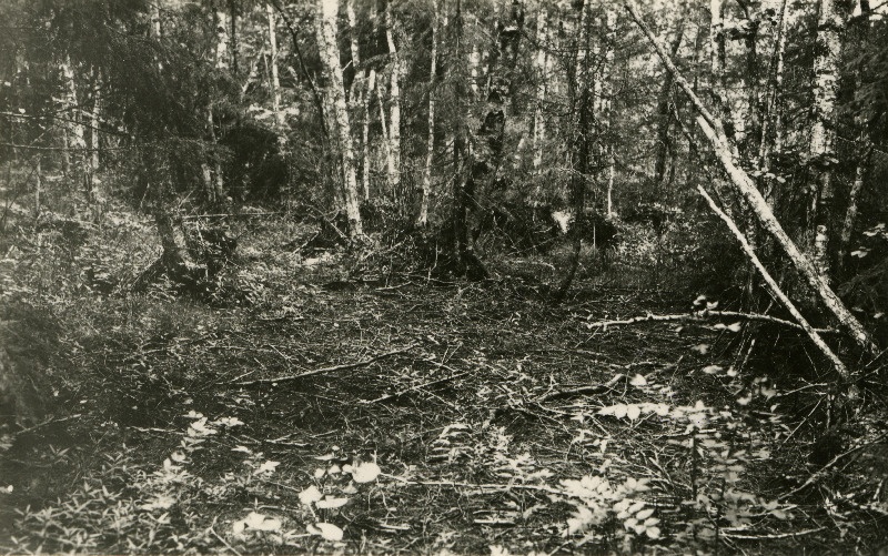 Lodumets Sihi metskonnas.