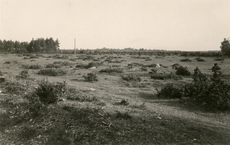 Kadastik Aruküla ja Vallipää vahel.