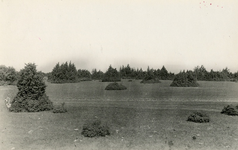 Kadakad Ausma ja Hiiesaare küla vahelisel karjamaal.