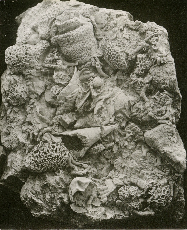 Tamsalu lubjakivilademest leitud kivistised (korallid ja teokarbid).