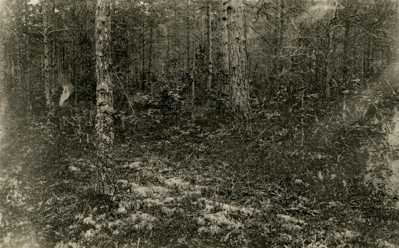 Rühamännik Pullapää klindi lähedal.