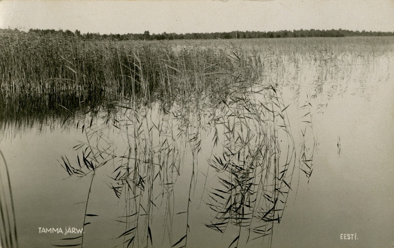 Tamma järv.