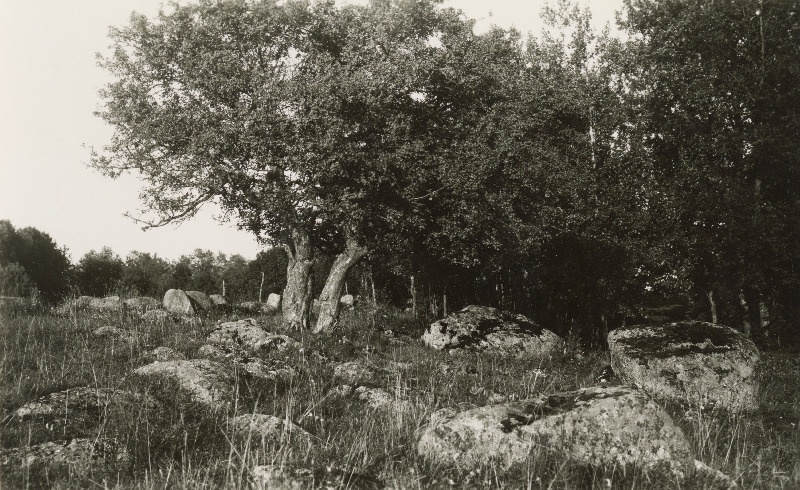 Vana metsõunapuu Sinalepas endise Mäemõisa juures.