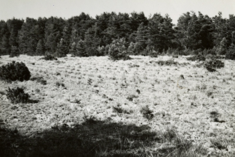 Karatuma männiku kolmeaastased männikultuurid. Haapsalu metskond.