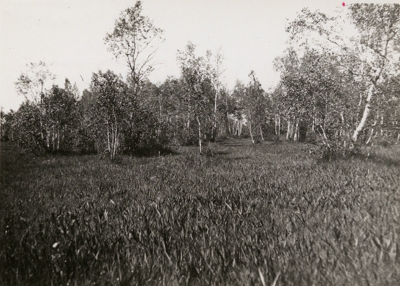 Niiske lubjarikas puisniit Keskvere soosaarel Taarimäel.