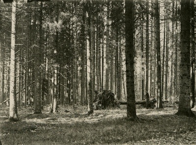 Tormi käes kannatanud kuusemets Vigala metskonna Hirveaias.  duplicate photo