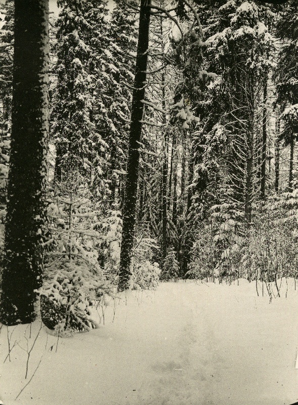 Talvine mets Looritse vahtkonnas.