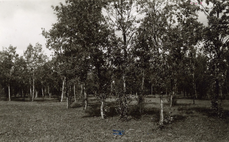 Puisniit leppadega Kadapiku küla ja Taebla alevi vahel.
