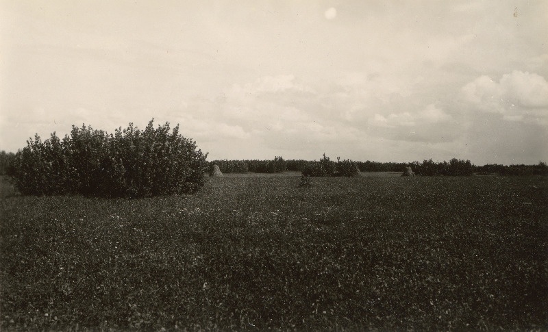 Sarapikud põllul Võntküla lähedal.