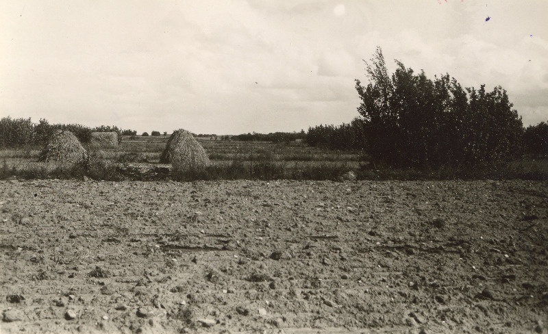Põllusiilud sarapikkude vahel Võntküla lähedal.