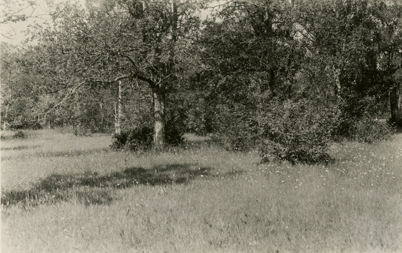 Koti puisniit tammede ja sookaskedega.