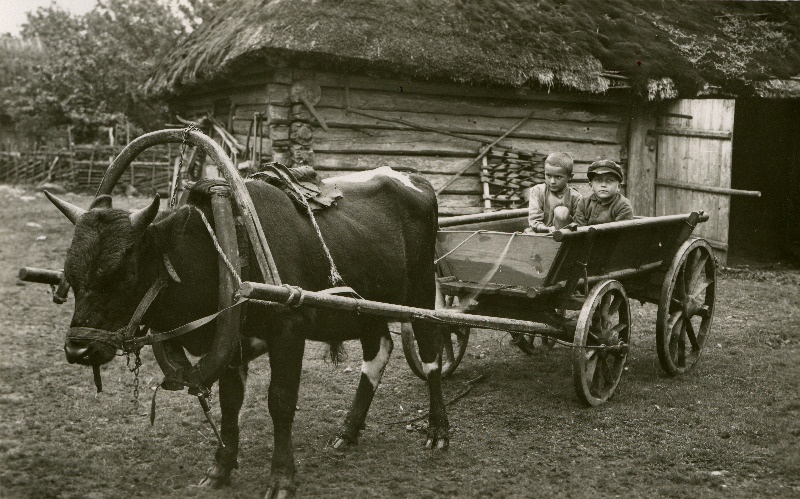 Härjarakend Sutsi talus Võhma külas.
