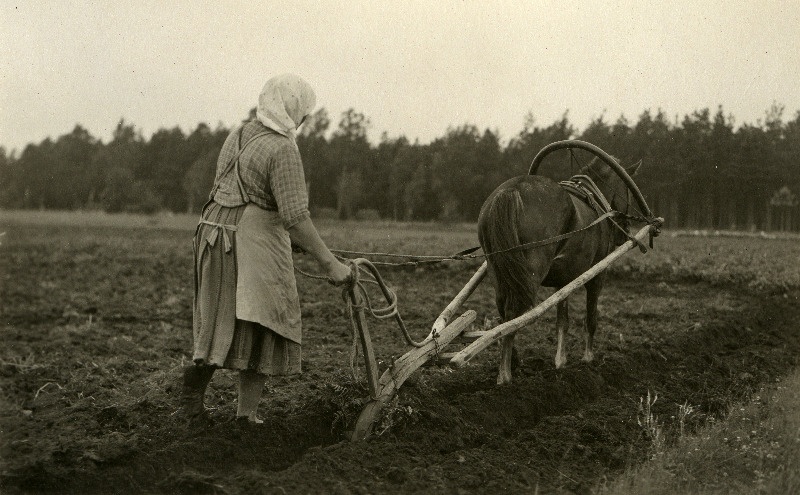 Muhu naine Marie Kask seaninaga  kündmas Kuke talus. Hellamaa küla.