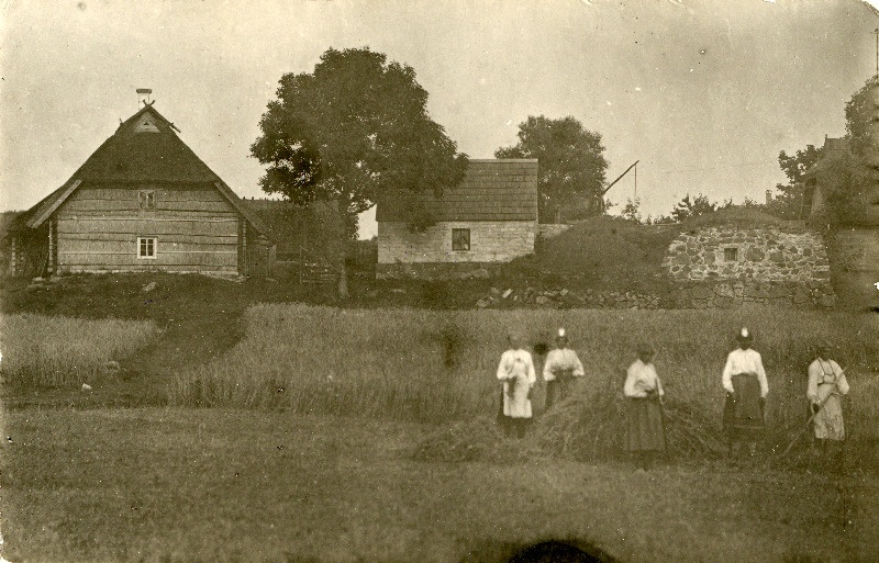 Muhu naised vilja koristamas.
