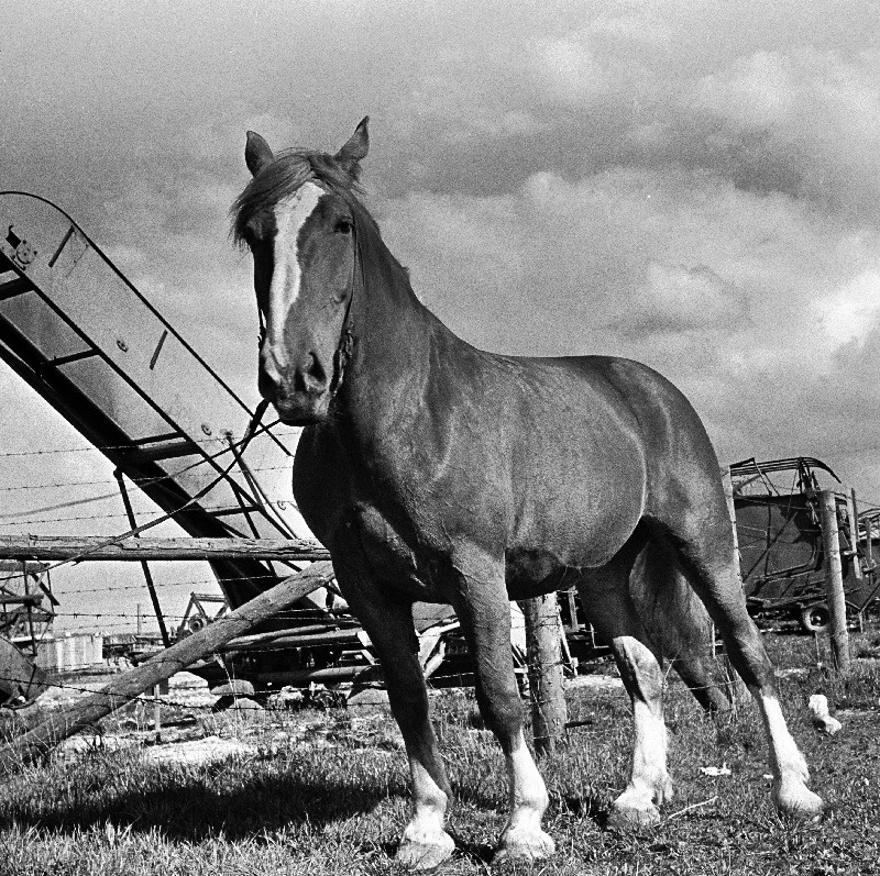 Hobune Tori näidissovhoosi hobusekasvanduses.