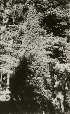 Kadakas Kuusnõmme pargis.  similar photo