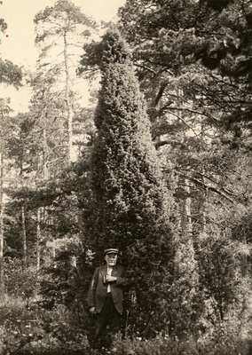 Püramiidkadakas Kuusnõmme pargis .  similar photo
