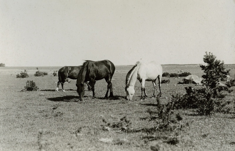 Kuusnõmme küla hobused karjamaal.