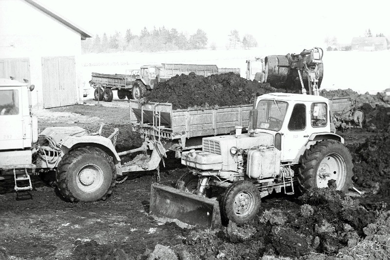 Sõnnikuvedu Haapsalu rajooni "Sõpruse" näidiskolhoosi Leediküla laudast.