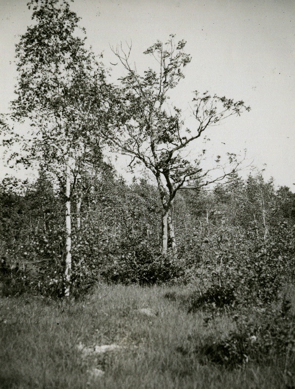 Puisniit Viidumäe läänejalamil.