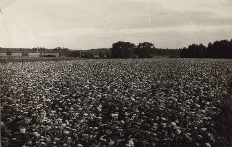 Söödaporgandi  Shampion seemnepõld Eesti Seemnevilja Ühisuse Luunja Seemnekasvanduses.