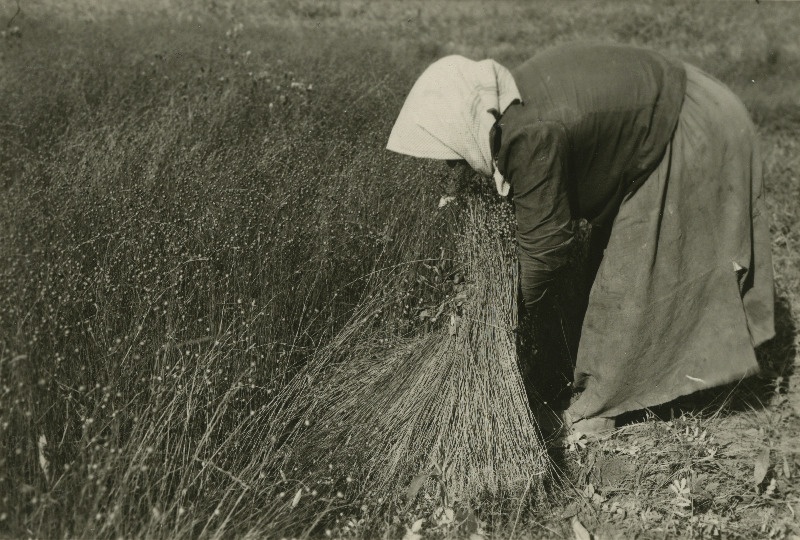 Linakatkumine Kodijärve mõisa Kasemäe asundustalus.