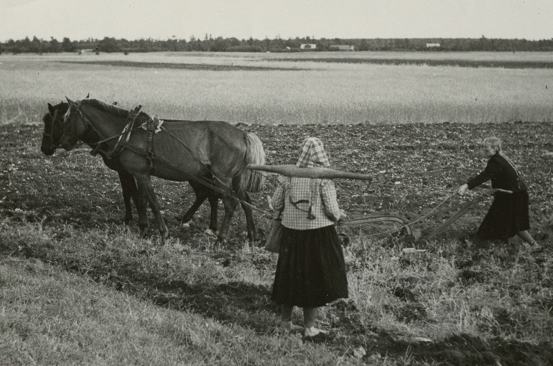 Vormsi naised kündmas.