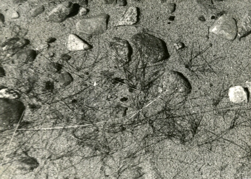 Kivid liivasel pinnal.
