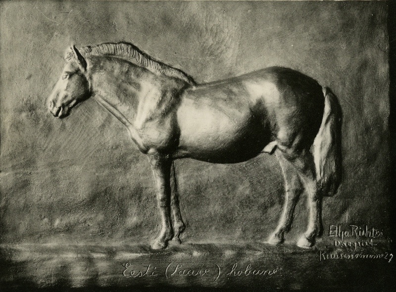 Eesti (Saare) hobuse reljeef.