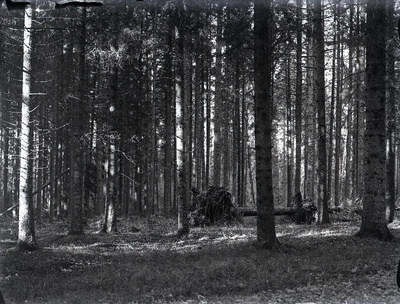 Mets Vigala metskonna Looritse vahtkonnas.  duplicate photo