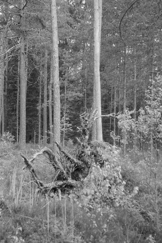 Raielangil Kaansoo kandis Luugi pinnase kobestaja.