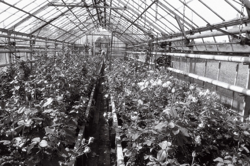 [Musta] tee aiandis, juhataja Jaan Jõekäär(s)?, rooside maja ja Anne Vahtra.