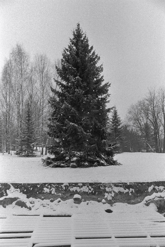 Saarepera talu kuusk.