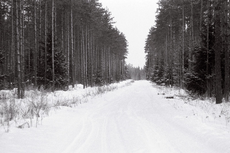 Suure-Jaani metsapunkt, metsas.