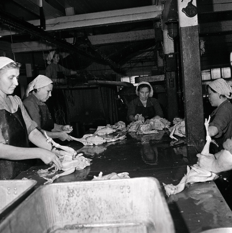 Lindude puhastamine Tallinna Liha- ja Konservikombinaadis.