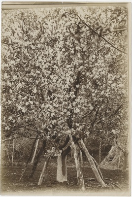 Toestatud õites puu  duplicate photo