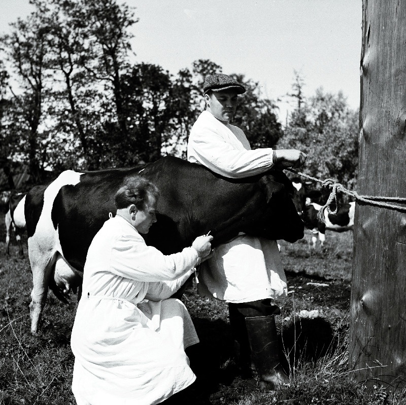 Iru veterinaarpunkti juhataja R.Kurg brutselloosi uurimiseks lehmalt verd võtmas.