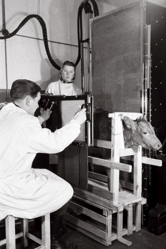 Loomade röntgeniga läbivalgustamine Võru rajooni Sõmerpalu sovhoosis.