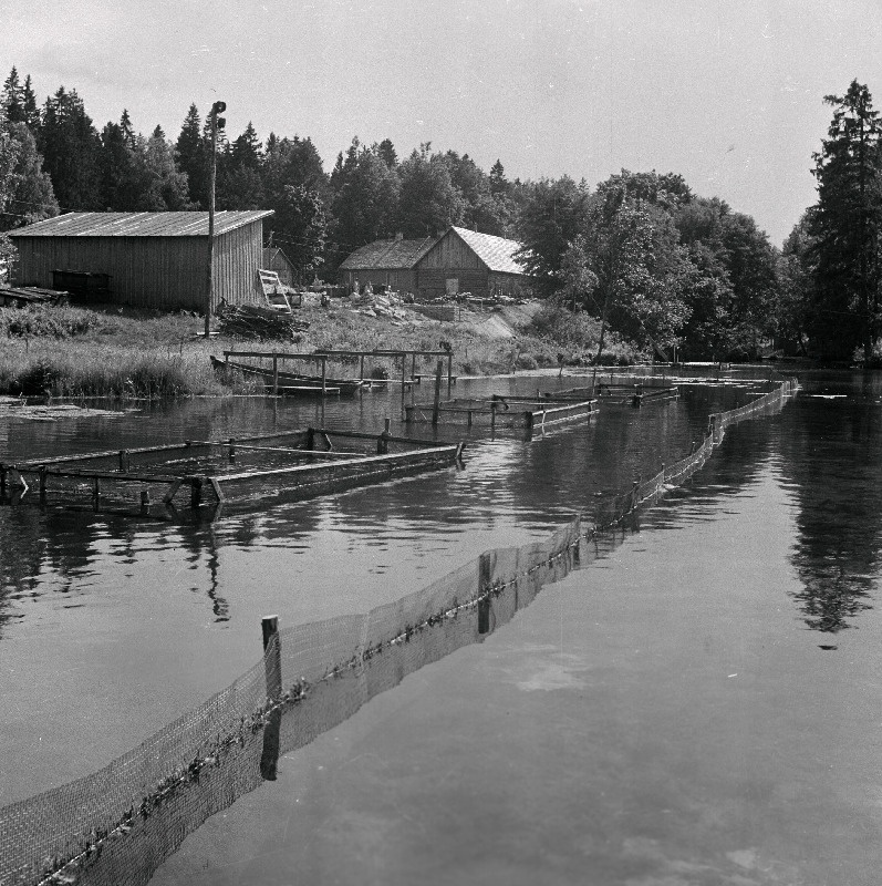 Põlula kalamajandi kalatiigid.