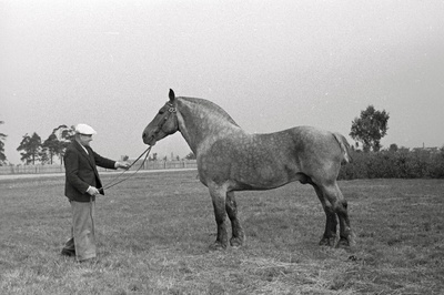 Tori Hobusekasvanduse Eesti raskeveo tõugu täkk Jasto nr. 239A.  duplicate photo