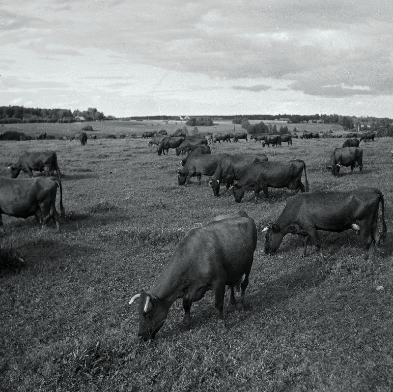 Viljandi rajooni Uusna sovhoosi kari.