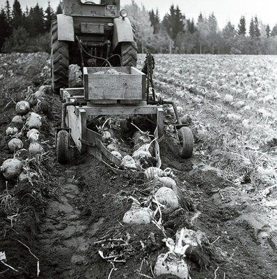 Põllutööd Viljandi rajooni Lahmuse aiandussovhoosis.  similar photo