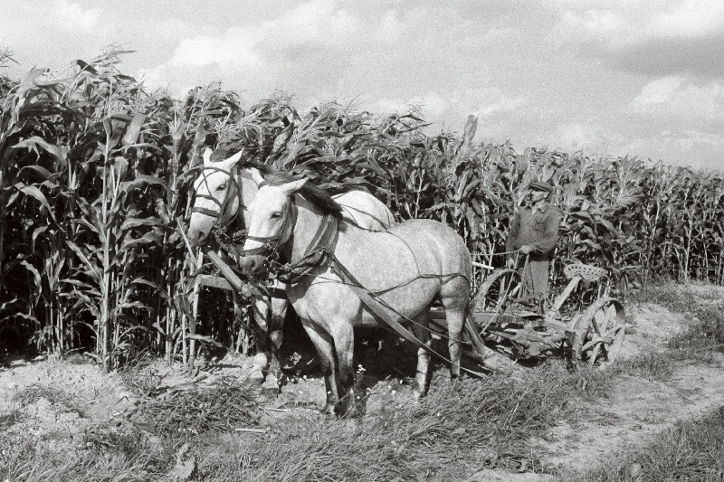 Polli Katsebaasi mais.